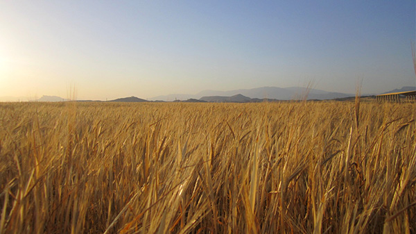 عکس مزرعه گندم برای مت پینتینگ – Picture Wheat Field