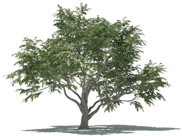 آموزش مدلسازی درخت در نرم افزار Cinema 4d
