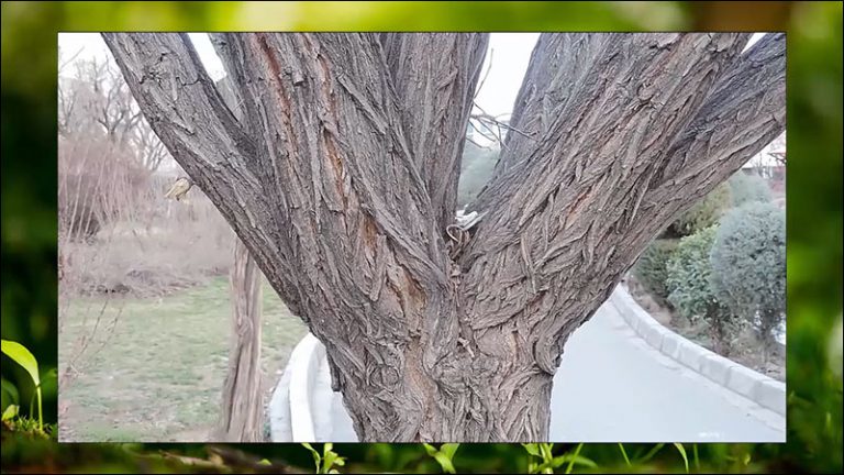 473-آموزش اجرای تکنیک دالی زوم در دوربین و افتر افکت