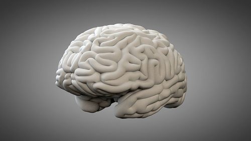 دانلود مدل سه بعدی مغز انسان برای Cinema 4d