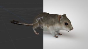 دانلود مدل سه بعدی موش