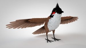 دانلود مدل سه بعدی پرنده بلبل برای Cinema 4d