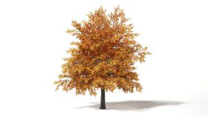 دانلود مدل سه بعدی درخت بلوط