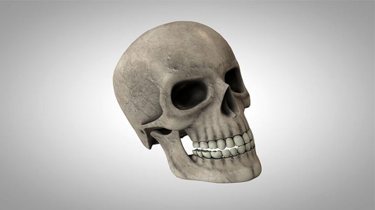 دانلود مدل سه بعدی جمجمه انسان