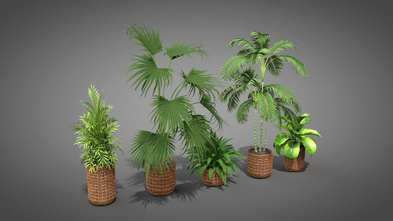 دانلود انواع مدل سه بعدی گیاه