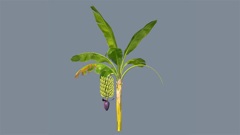 دانلود مدل سه بعدی درخت موز با کیفیت بالا