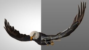 دانلود مدل سه بعدی عقاب انیمیت شده